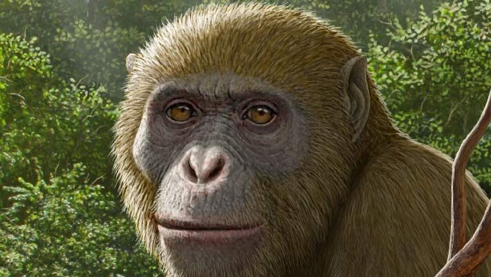 Life reconstruction of Masripithecus moghraensis. Image credit: Mauricio Antón.