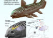 Reconstruction of a Triassic coelacanth schematically showing the otophysic connection linking the ossified lung to the inner ear and enabling underwater hearing. Image credit: A. Beneteau & L. Cavin, MHNG.