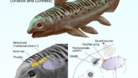 Reconstruction of a Triassic coelacanth schematically showing the otophysic connection linking the ossified lung to the inner ear and enabling underwater hearing. Image credit: A. Beneteau & L. Cavin, MHNG.