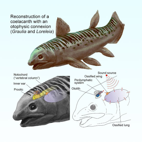 Reconstruction of a Triassic coelacanth schematically showing the otophysic connection linking the ossified lung to the inner ear and enabling underwater hearing. Image credit: A. Beneteau & L. Cavin, MHNG.