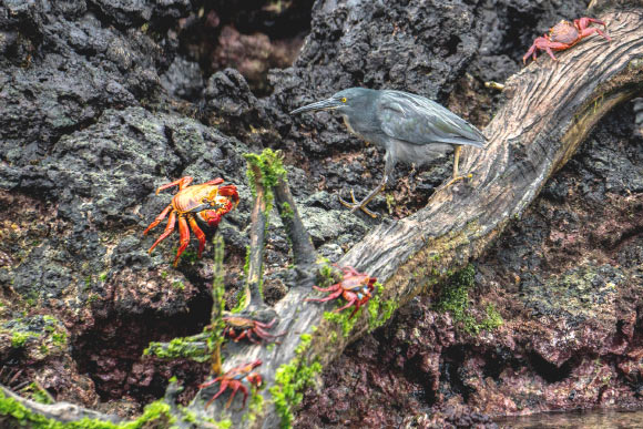 The Galápagos lava heron (Butorides sundevalli). Image credit: Casey Klebba / CC BY-SA 4.0.