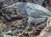 The Galápagos lava heron (Butorides sundevalli). Image credit: Casey Klebba / CC BY-SA 4.0.