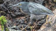 The Galápagos lava heron (Butorides sundevalli). Image credit: Casey Klebba / CC BY-SA 4.0.