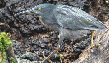 The Galápagos lava heron (Butorides sundevalli). Image credit: Casey Klebba / CC BY-SA 4.0.