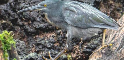 The Galápagos lava heron (Butorides sundevalli). Image credit: Casey Klebba / CC BY-SA 4.0.