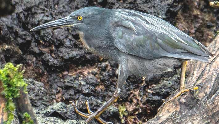 The Galápagos lava heron (Butorides sundevalli). Image credit: Casey Klebba / CC BY-SA 4.0.