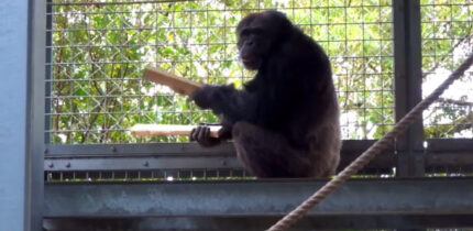 Ayumu the chimpanzee spontaneously produced long, multicomponent instrumental displays by drumming, dragging, and throwing self-detached objects. Transition and rhythm analyses revealed non-random sequencing partially resembling pant-hoot structure, predominantly isochronous timing, and a more stable tempo when using tools than with the body. Accompanying play-face and silent bared teeth expressions suggest high arousal and positive affect, supporting the idea that affective vocal expression can be externalized through instrumental sound. Image credit: Hattori et al., doi: 10.1111/nyas.70239.