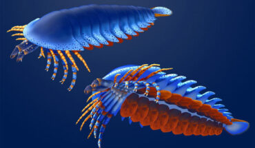 The surprisingly complex anatomy of Megachelicerax cousteaui. Image credit: Masato Hattori / Harvard University.