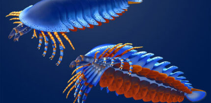 The surprisingly complex anatomy of Megachelicerax cousteaui. Image credit: Masato Hattori / Harvard University.