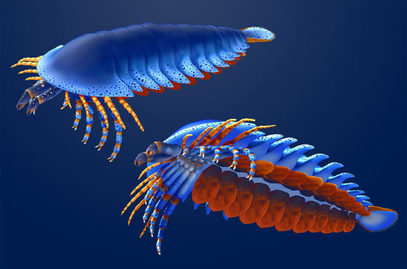 The surprisingly complex anatomy of Megachelicerax cousteaui. Image credit: Masato Hattori / Harvard University.