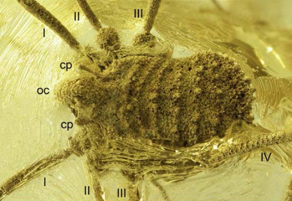 Balticolasma wunderlichi female from Rovno amber. Image credit: Bartel et al., doi: 10.4202/app.01283.2025.