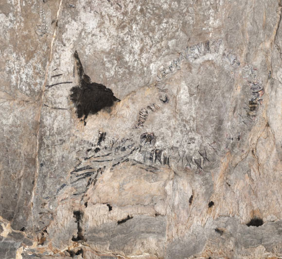 The partial skeleton of the El Cuajaní ichthyosaur. Image credit: Iturralde-Vinent et al., doi: 10.1080/02724634.2025.2609717.