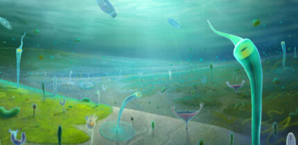 Reconstruction of the Jiangchuan Biota. Image credit: Xiaodong Wang.
