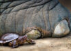 The European pond turtle (Emys orbicularis) next to the foot of the straight-tusked elephant (Palaeoloxodon antiquus). Image credit: Nicole Viehofer / MONREPOS - LEIZA.