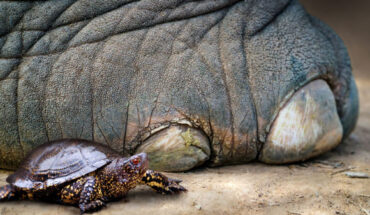 The European pond turtle (Emys orbicularis) next to the foot of the straight-tusked elephant (Palaeoloxodon antiquus). Image credit: Nicole Viehofer / MONREPOS - LEIZA.
