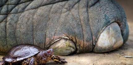 The European pond turtle (Emys orbicularis) next to the foot of the straight-tusked elephant (Palaeoloxodon antiquus). Image credit: Nicole Viehofer / MONREPOS - LEIZA.