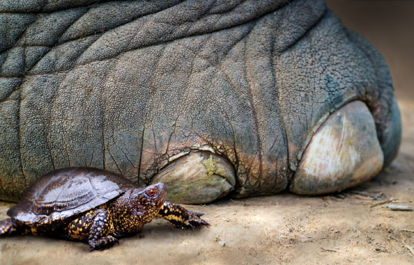The European pond turtle (Emys orbicularis) next to the foot of the straight-tusked elephant (Palaeoloxodon antiquus). Image credit: Nicole Viehofer / MONREPOS - LEIZA.