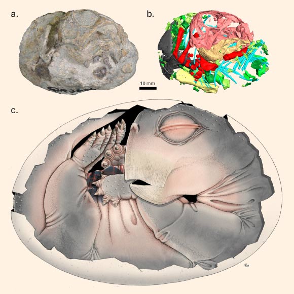 The embryonated egg of the Early Triassic dicynodont synapsid Lystrosaurus. Image credit: Benoit et al., doi: 10.1371/journal.pone.0345016.