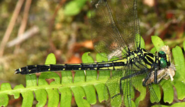 Asiagomphus melaenops female in Miroku forest, Kasugai, Aichi prefecture, Japan. Image credit: Alpsdake / CC BY-SA 4.0.