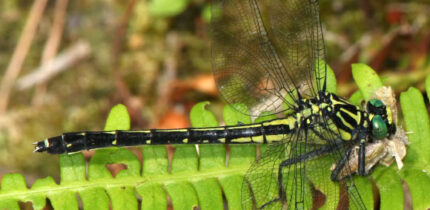 Asiagomphus melaenops female in Miroku forest, Kasugai, Aichi prefecture, Japan. Image credit: Alpsdake / CC BY-SA 4.0.
