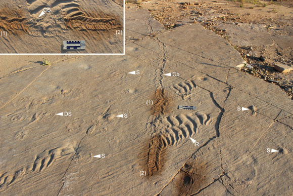 The mollusk trail Climactichnites blackberriensis (Cb) presumably stopping to eat a scyphozoan (jellyfish) that had washed up on shore. CS = clasts of a scyphozoan; DS = decomposing scyphozoan; R = ripple marks; S = scyphozoan.