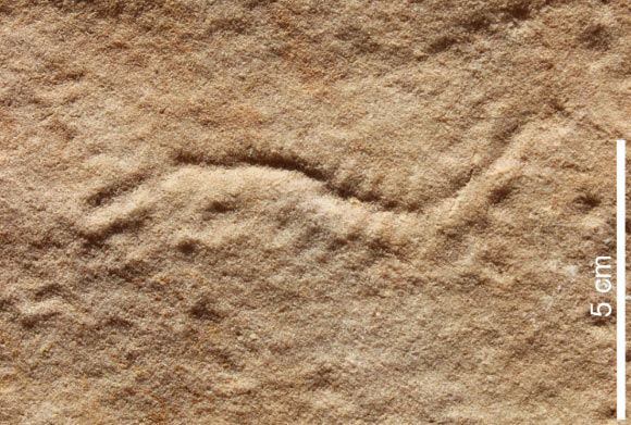 Cochlichnus? - the presumed resting trace of a polychaete worm.