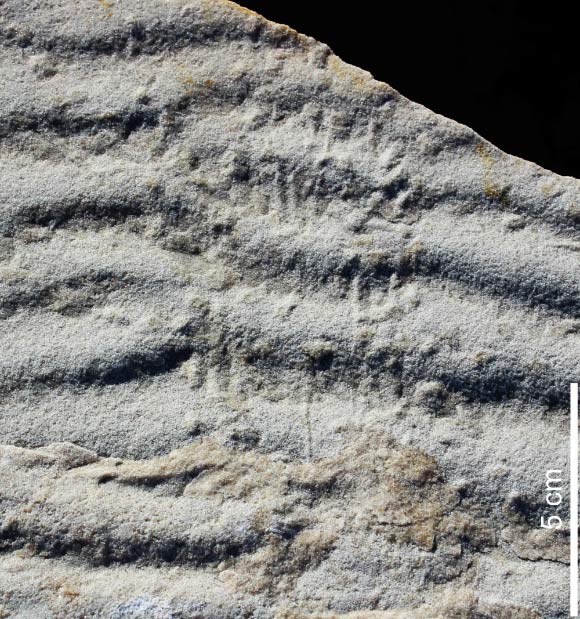 Stiallia - the presumed feeding trace of an arthropod.