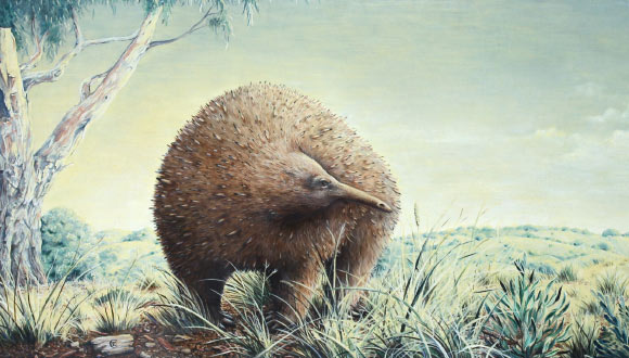 Life reconstruction of the Owen’s giant echidna (Megalibgwilia owenii). Image credit: Chris Edser.