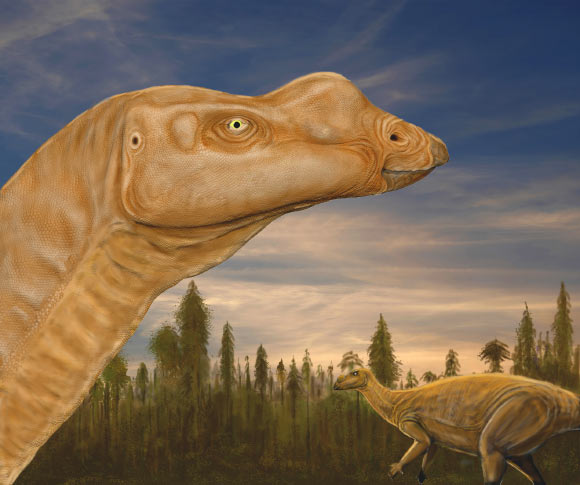 Muttaburrasaurus langdoni. Image credit: Matt Herne.