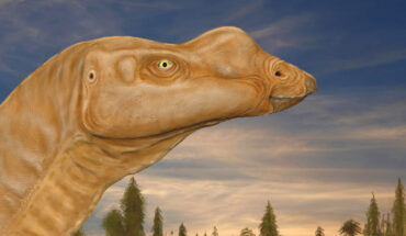 Muttaburrasaurus langdoni. Image credit: Matt Herne.