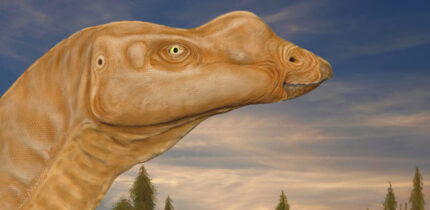 Muttaburrasaurus langdoni. Image credit: Matt Herne.