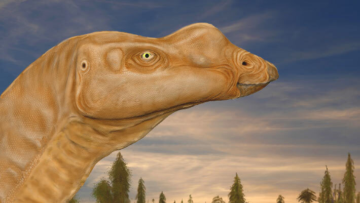 Muttaburrasaurus langdoni. Image credit: Matt Herne.