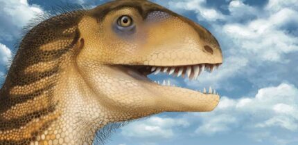 An artistic rendition of Ptychotherates bucculentus. Image credit: Megan Sodano / Virginia Tech.