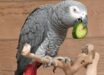 The African gray parrot (Psittacus erithacus) named John eating cucumber. Image credit: Papooga.