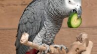 The African gray parrot (Psittacus erithacus) named John eating cucumber. Image credit: Papooga.