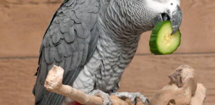 The African gray parrot (Psittacus erithacus) named John eating cucumber. Image credit: Papooga.
