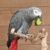 The African gray parrot (Psittacus erithacus) named John eating cucumber. Image credit: Papooga.