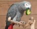 The African gray parrot (Psittacus erithacus) named John eating cucumber. Image credit: Papooga.