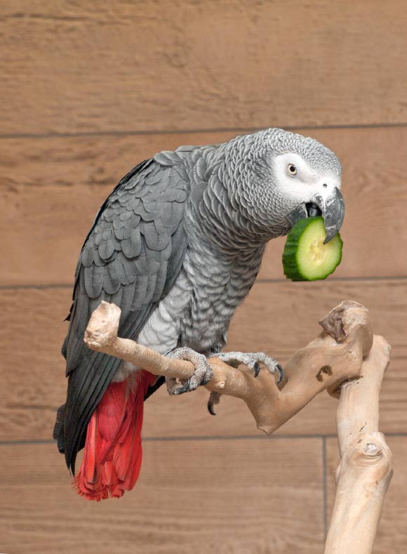 The African gray parrot (Psittacus erithacus) named John eating cucumber. Image credit: Papooga.