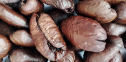 Boscaini et al. reveal previously unrecognized effects of coffee on the microbiota-gut-brain axis, suggesting that microbiome profiles could potentially predict coffee consumption patterns and highlighting a close association between coffee intake and gut microbial composition. Image credit: Sci.News.