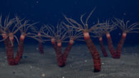 Depiction of Paleocanna tentaculum individuals living in single tubes, as well as clusters of two or three tubes attached together. Image credit: Ramirez-Guerrero et al., doi: 10.1017/jpa.2025.10211.