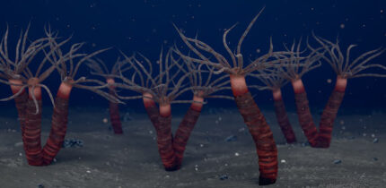 Depiction of Paleocanna tentaculum individuals living in single tubes, as well as clusters of two or three tubes attached together. Image credit: Ramirez-Guerrero et al., doi: 10.1017/jpa.2025.10211.