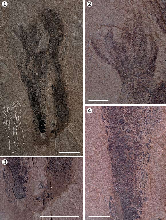 Paleocanna tentaculum. Image credit: Ramirez-Guerrero et al., doi: 10.1017/jpa.2025.10211.