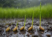 Rice and related seed types can sense the sound of rain impacting the soil or water surface above them and respond by accelerating germination at depths where impulsive rain sound is sufficiently intense to intermittently shake statoliths from contact with cell membrane receptors and trigger gravitropic growth mechanisms.