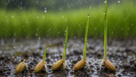 Rice and related seed types can sense the sound of rain impacting the soil or water surface above them and respond by accelerating germination at depths where impulsive rain sound is sufficiently intense to intermittently shake statoliths from contact with cell membrane receptors and trigger gravitropic growth mechanisms.