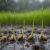 Rice and related seed types can sense the sound of rain impacting the soil or water surface above them and respond by accelerating germination at depths where impulsive rain sound is sufficiently intense to intermittently shake statoliths from contact with cell membrane receptors and trigger gravitropic growth mechanisms.