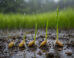 Rice and related seed types can sense the sound of rain impacting the soil or water surface above them and respond by accelerating germination at depths where impulsive rain sound is sufficiently intense to intermittently shake statoliths from contact with cell membrane receptors and trigger gravitropic growth mechanisms.