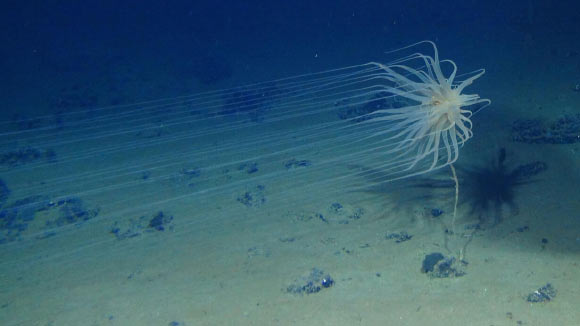 Relicanthus daphneae has pale purple or pink tentacles that can extend almost 2.1 m (7 feet) long. Image credit: Craig Smith & Diva Amon, ABYSSLINE Project.