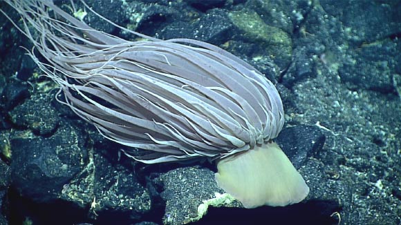 This Relicanthus daphneae was observed during a 2016 expedition on NOAA Ship Okeanos Explorer in the Mariana Islands region. Image credit: NOAA Ocean Exploration, Deepwater Exploration of the Marianas.