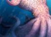 An artist’s impression of an ancient giant octopus. Image credit: Yohei Utsuki, Hokkaido University.